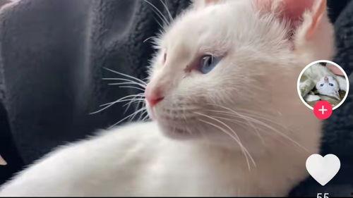 猫咪爆料视频大全集,视频大全集精彩瞬间回顾  第3张